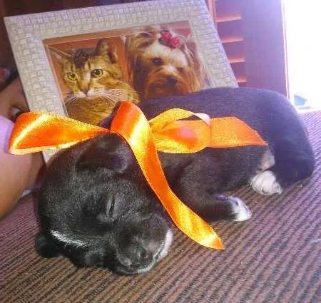 Cachorro ra a mix idade  nome Ryana