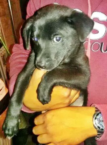 Cachorro ra a sem raça idade 2 a 6 meses nome Pretinho