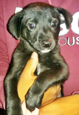 Cachorro raça sem raça idade 2 a 6 meses nome Pretinho