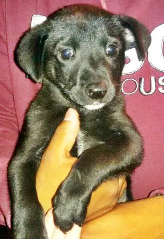 Cachorro ra a sem raça idade 2 a 6 meses nome Pretinho