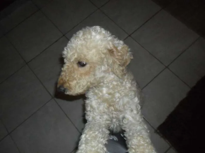 Cachorro raça Poodle idade 2 anos nome Lara