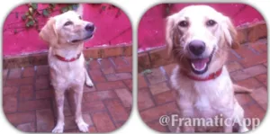Cachorro raça SRD idade 1 ano nome Tica