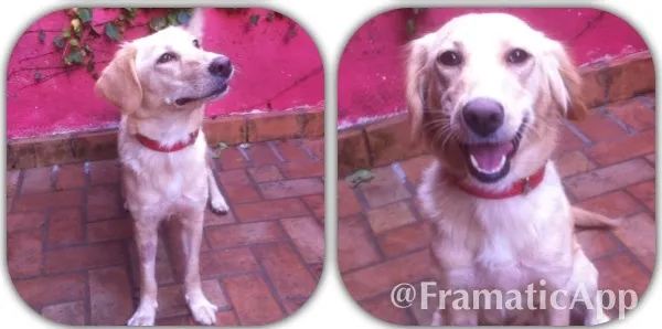 Cachorro raça SRD idade 1 ano nome Tica