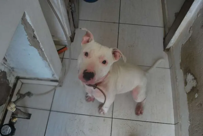 Cachorro ra a Pit-Bull idade 1 ano nome Branco, Pit, 1 ano,