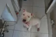 Branco, Pit, 1 ano,