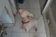 Branco, Pit, 1 ano,