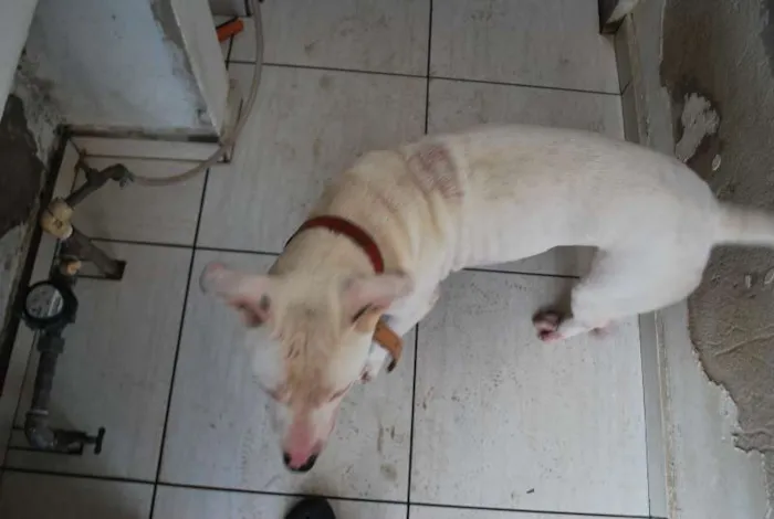 Cachorro ra a Pit-Bull idade 1 ano nome Branco, Pit, 1 ano,