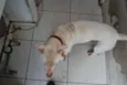 Branco, Pit, 1 ano,