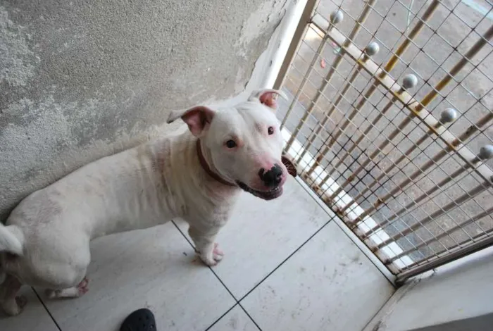 Cachorro ra a Pit-Bull idade 1 ano nome Branco, Pit, 1 ano,