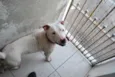 Branco, Pit, 1 ano,