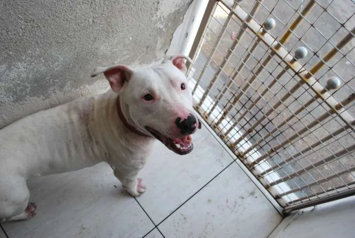 Cachorro ra a Pit-Bull idade 1 ano nome Branco, Pit, 1 ano,