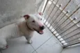 Branco, Pit, 1 ano,