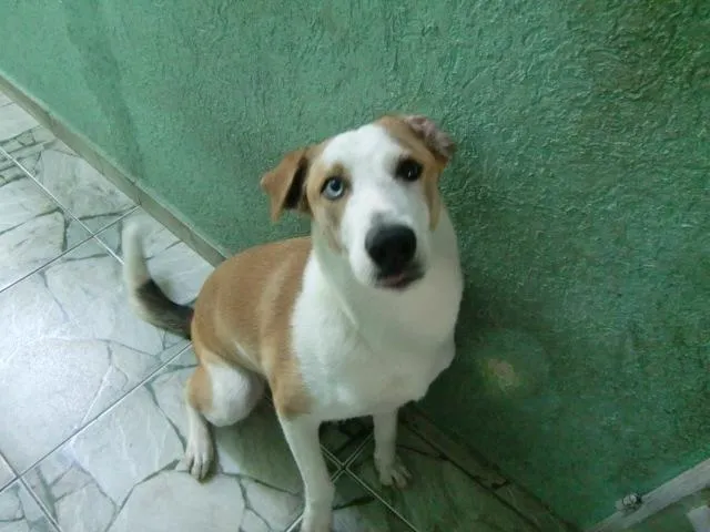 Cachorro ra a SRD idade 2 anos nome Susy