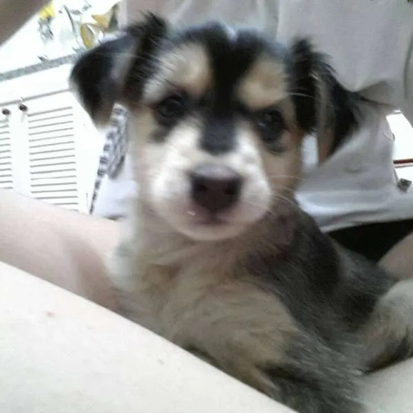 Cachorro ra a SRD idade Abaixo de 2 meses nome Camila
