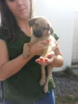 Snoopy