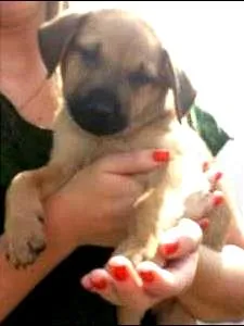 Cachorro raça SRD idade Abaixo de 2 meses nome Snoopy