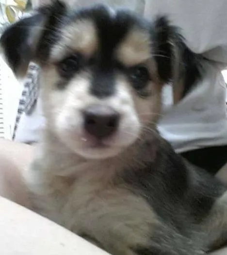 Cachorro ra a SRD idade Abaixo de 2 meses nome Camila