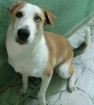 Cachorro raça SRD idade 2 anos nome Susy