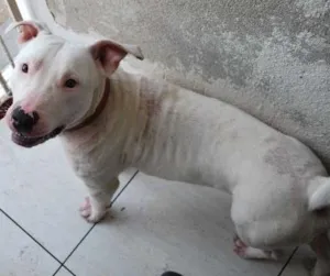 Cachorro raça Pit-Bull idade 1 ano nome Branco, Pit, 1 ano,