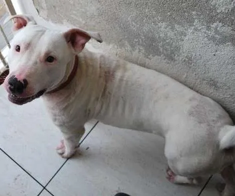 Cachorro ra a Pit-Bull idade 1 ano nome Branco, Pit, 1 ano,