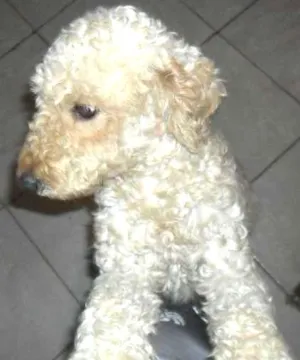 Cachorro raça Poodle idade 2 anos nome Lara