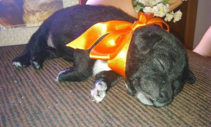 Cachorro ra a mix idade  nome Ryana