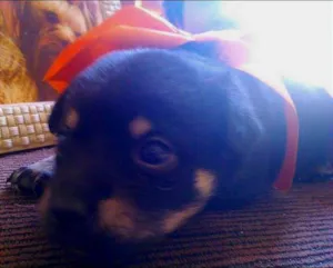 Cachorro raça mix  idade  nome Rebeca