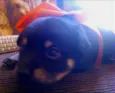 Rebeca