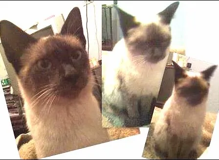 Gato ra a Siamês idade 2 a 6 meses nome KLAUS