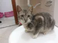gatinhos