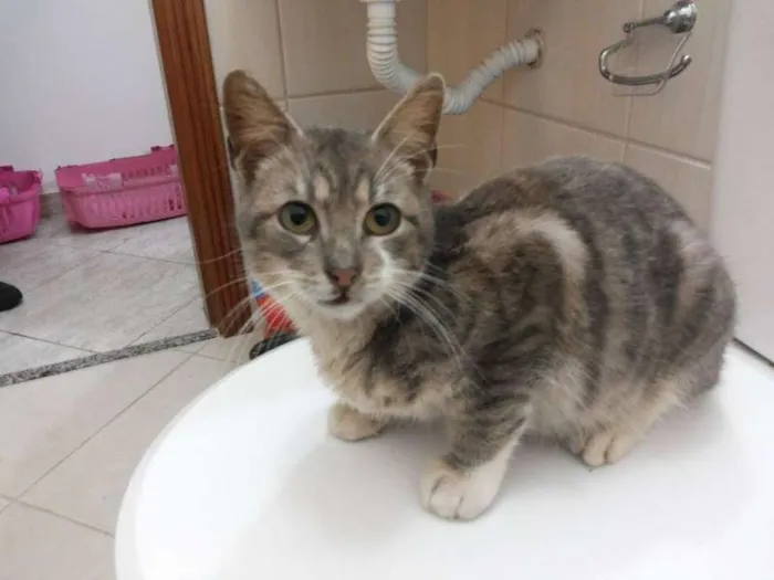 Gato ra a SRD idade Abaixo de 2 meses nome gatinhos