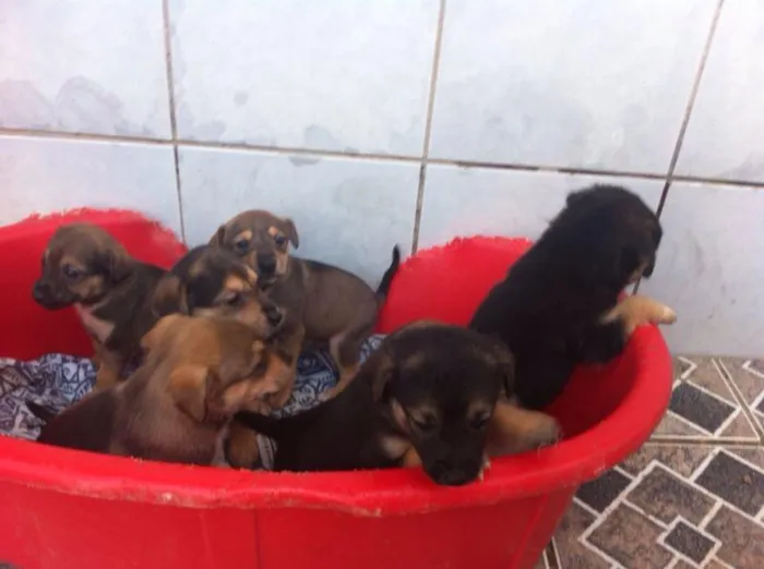 Cachorro ra a SRD idade Abaixo de 2 meses nome Filhotes