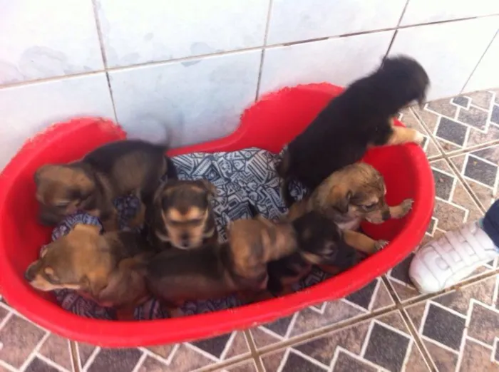 Cachorro ra a SRD idade Abaixo de 2 meses nome Filhotes