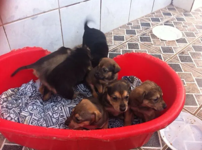 Cachorro ra a SRD idade Abaixo de 2 meses nome Filhotes