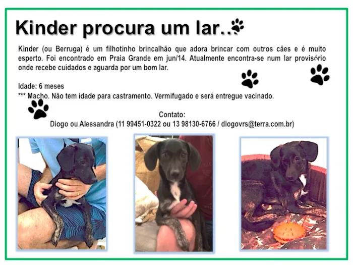 Cachorro ra a SRD idade 2 a 6 meses nome KINDER