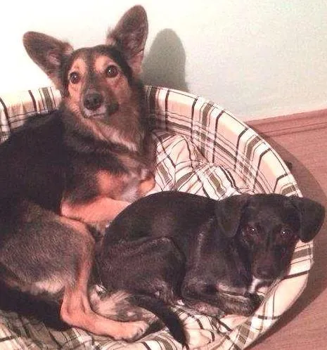 Cachorro ra a SRD idade 2 a 6 meses nome KINDER