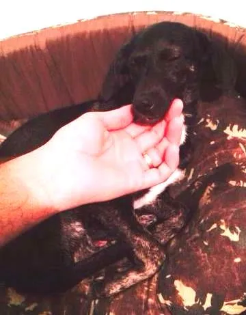 Cachorro ra a SRD idade 2 a 6 meses nome KINDER
