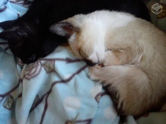 Gato ra a idade Abaixo de 2 meses nome Pretinha