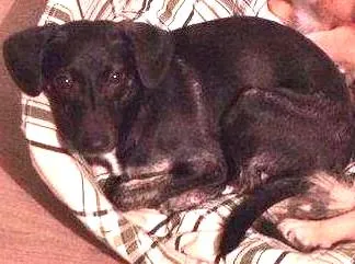 Cachorro ra a SRD idade 2 a 6 meses nome KINDER
