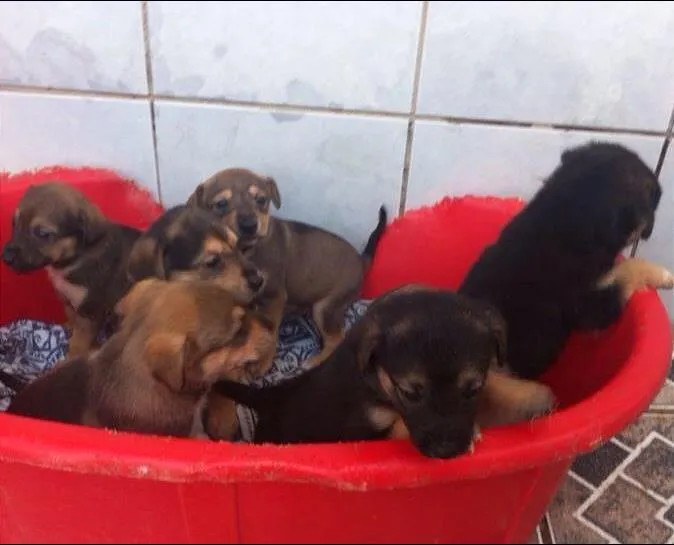 Cachorro ra a SRD idade Abaixo de 2 meses nome Filhotes