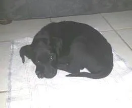 Cachorro raça não identificada idade Abaixo de 2 meses nome BELINHA