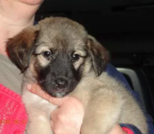 Cachorro raça SRD idade 2 a 6 meses nome Kimba