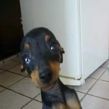 Cachorro raça Pinscher idade 7 a 11 meses nome Pinguela