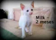 Milk