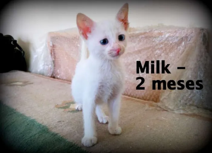 Gato ra a SRD idade Abaixo de 2 meses nome Milk