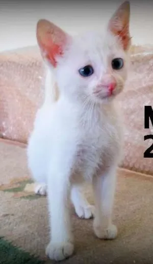 Gato raça SRD idade Abaixo de 2 meses nome Milk