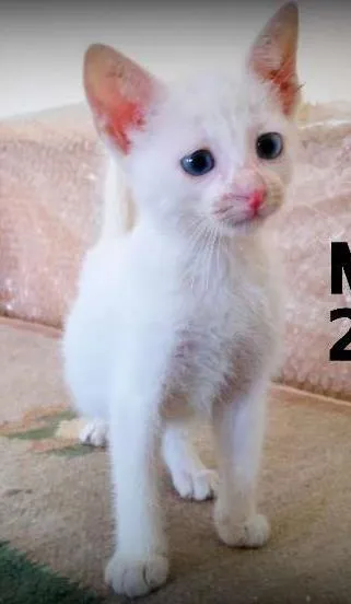 Gato ra a SRD idade Abaixo de 2 meses nome Milk