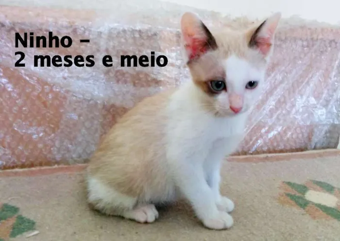 Gato ra a SRD idade 2 a 6 meses nome NInho