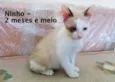 NInho