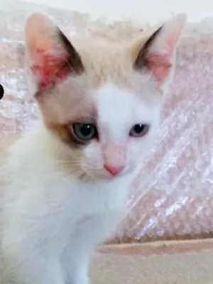 Gato raça SRD idade 2 a 6 meses nome NInho